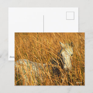 Carte Postale Bob Langrish Grey Camargue Pony Mensonge Dans Le