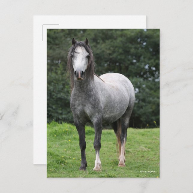 Carte Postale Bob Langrish | Grey Welsh Pony Standing (Devant / Derrière)
