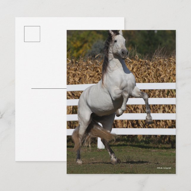 Carte Postale Bob Langrish | Gris Andalousie de l'élévation (Devant / Derrière)