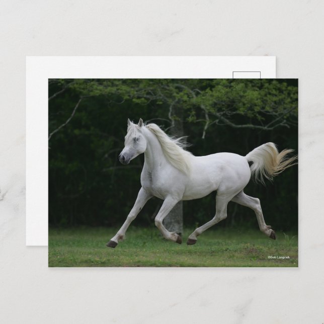 Carte Postale Bob Langrish | Gris Arabe en Course (Devant / Derrière)