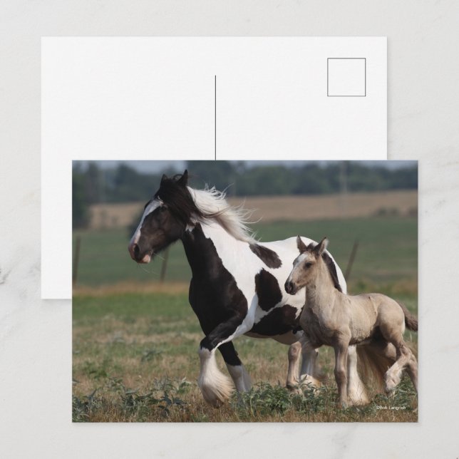 Carte Postale Bob Langrish | Gypsy Vanner Mare and Foal Running (Devant / Derrière)