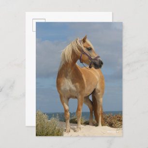 Carte Postale Bob Langrish   Haflinger Debout Sur La Plage