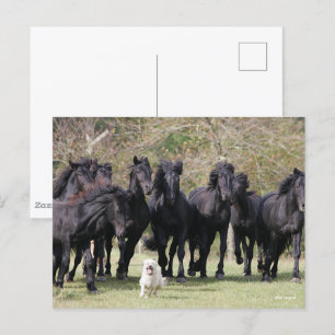 Carte Postale Bob Langrish Herd Black Meren Cheval et Chien
