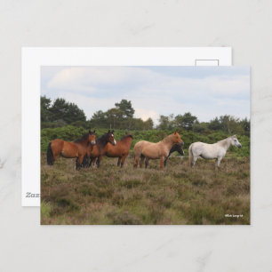 Carte Postale Bob Langrish Herd New Forest Poney debout