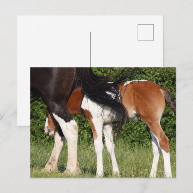Carte Postale Bob Langrish | Irish Sport Horse Foin Cachage (Devant / Derrière)