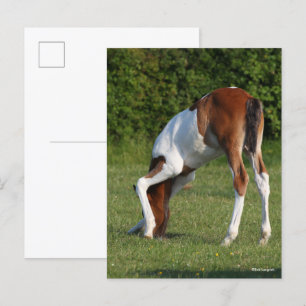 Carte Postale Bob Langrish   Irlandais Sport Cheval Pâturage de 