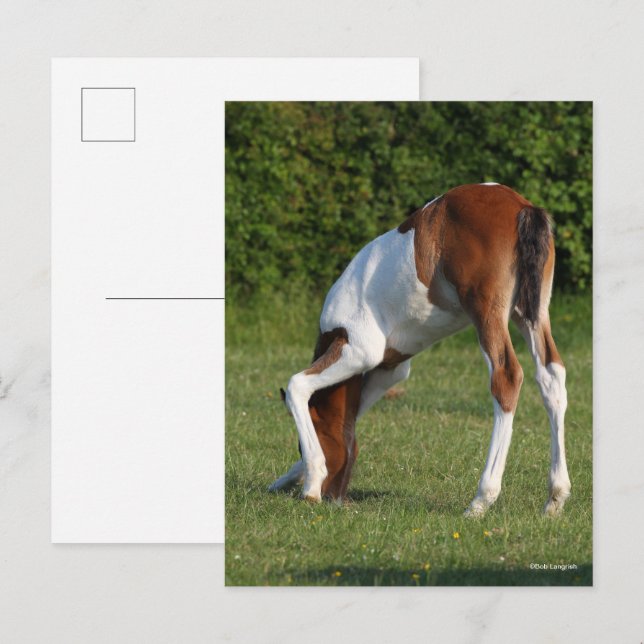 Carte Postale Bob Langrish | Irlandais Sport Cheval Pâturage de  (Devant / Derrière)