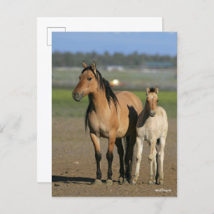 Carte Postale Bob Langrish Kiger Mustang Mare et poulain debout