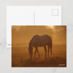 Carte Postale Bob Langrish   Lever de soleil pour le pâturage du