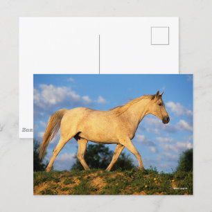 Carte Postale Bob Langrish   Marche arabe grise