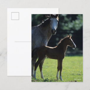 Carte Postale Bob Langrish   Mare de sang chaud et rétroéclairé 