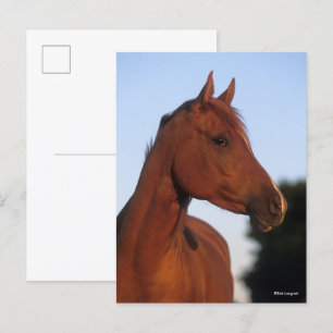 Carte Postale Bob Langrish   Marron Arabesque Tête