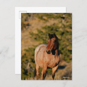 Carte Postale Bob Langrish Mustang Horse Standing