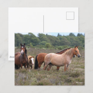 Carte Postale Bob Langrish   Nouveaux poneys forestiers et poula