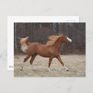 Carte Postale Bob Langrish   Overo Paint Horse Running
