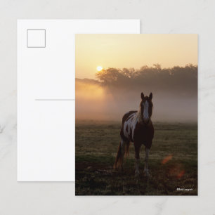 Carte Postale Bob Langrish Paint Horse Debout Mist Sunrise