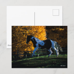 Carte Postale Bob Langrish   Paint Horse Runn Automne
