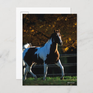Carte Postale Bob Langrish   Paint Horse Walking Backlight Autom