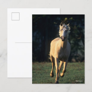 Carte Postale Bob Langrish   Palomino Horse Running Backlight