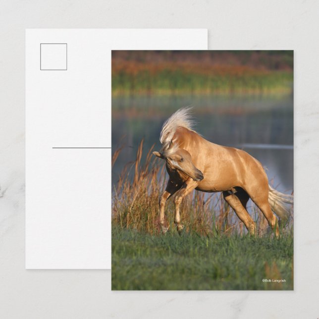 Carte Postale Bob Langrish | Palomino Lusitano Stallion Bucking (Devant / Derrière)