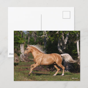 Carte Postale Bob Langrish   Palomino Lusitano Stallion en march