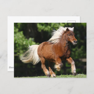 Carte Postale Bob Langrish   Palomino Miniature Pony Running