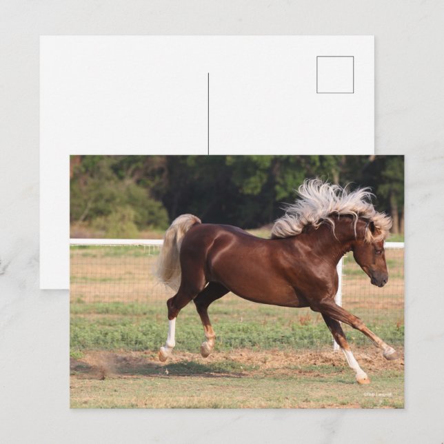 Carte Postale Bob Langrish | Palomino Morgan Horse Bucking (Devant / Derrière)