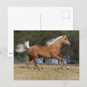 Carte Postale Bob Langrish   Palomino Quarter Cheval Courir