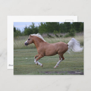 Carte Postale Bob Langrish Palomino Welsh Pony Running