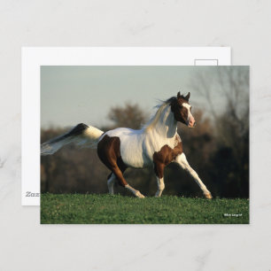 Carte Postale Bob Langrish Pinto Arab Mane and Tail Flower