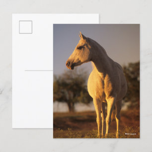 Carte Postale Bob Langrish   Poignée arabe grise