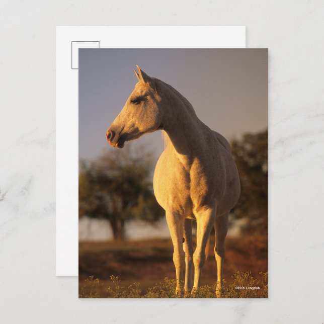 Carte Postale Bob Langrish | Poignée arabe grise (Devant / Derrière)