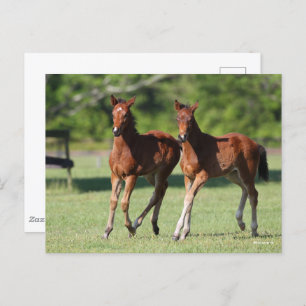 Carte Postale Bob Langrish Quart de chevaux Foals Together