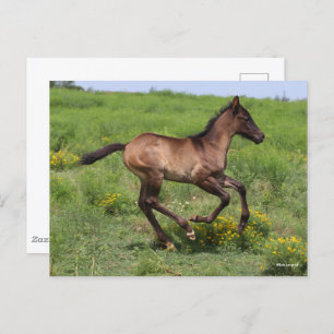 Carte Postale Bob Langrish   Quart Horse Foal Running