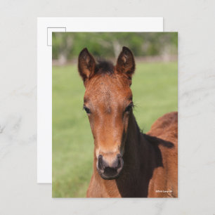 Carte Postale Bob Langrish   Quarter Horse Foal Headshot
