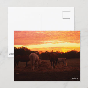 Carte Postale Bob Langrish Quatre chevaux pâturant au coucher