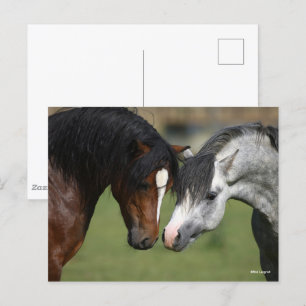 Carte Postale Bob Langrish Réunion des Poney de Bay et Grey We