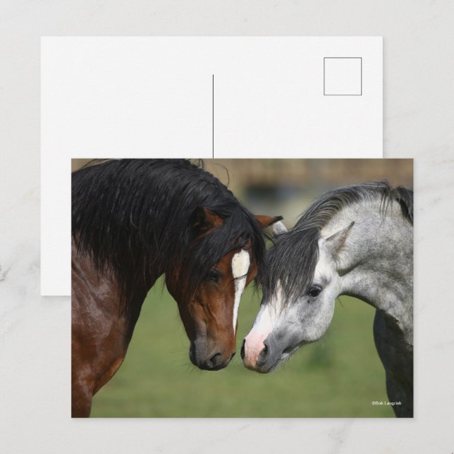 Carte Postale Bob Langrish | Réunion des Poney de Bay et Grey We (Devant / Derrière)