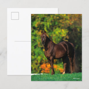 Carte Postale Bob Langrish Rocky Mountain Horse debout Automne