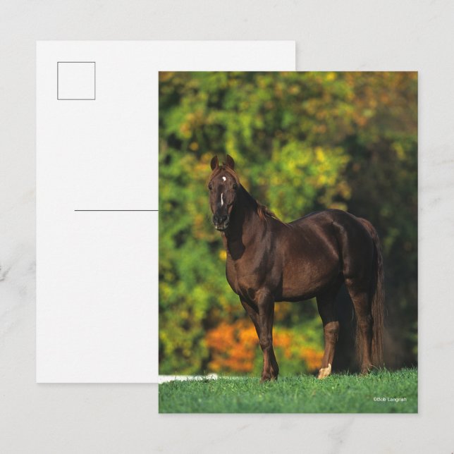 Carte Postale Bob Langrish Rocky Mountain Horse debout Automne (Devant / Derrière)
