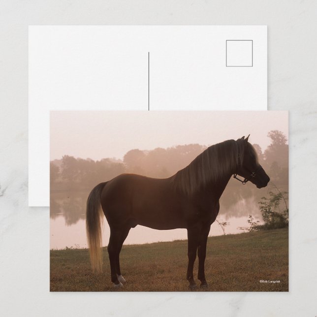 Carte Postale Bob Langrish Rocky Mountain Horse debout rétroécla (Devant / Derrière)