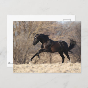 Carte Postale Bob Langrish Running Andalucian