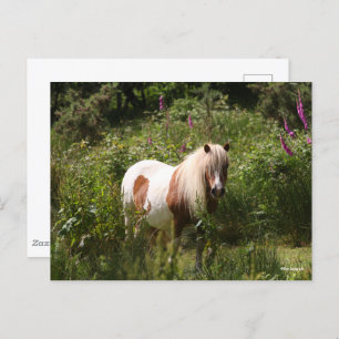 Carte Postale Bob Langrish   Shetland Pony Debout En Fleurs