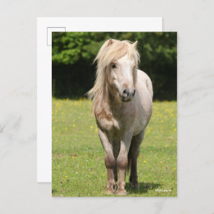 Carte Postale Bob Langrish   Shetland Pony Standing