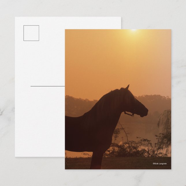 Carte Postale Bob Langrish | Silhouette Rocky Mountain Horse (Devant / Derrière)
