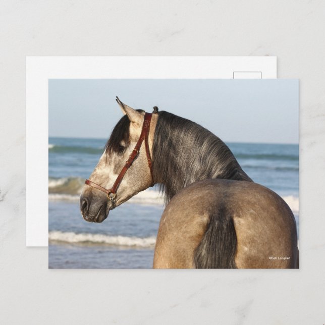 Carte Postale Bob Langrish | Soleil de Stallion Andalou (Devant / Derrière)