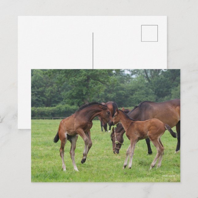 Carte Postale Bob Langrish | Sport Horse Foals Jouer (Devant / Derrière)