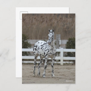 Carte Postale Bob Langrish   Spotty Appaloosa Friesian Standing