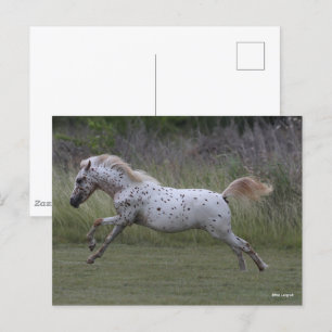 Carte Postale Bob Langrish Spotty Pony of America Leaping