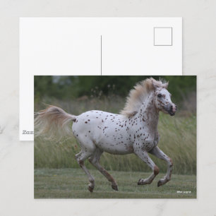 Carte Postale Bob Langrish   Spotty Pony Of America Running